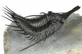 Huge, Flying Psychopyge Trilobite - Top Quality Specimen #368546-1